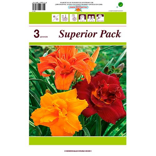 Crin de o zi (Hemerocallis) Double mix multicolor imagine 1 articol 76455