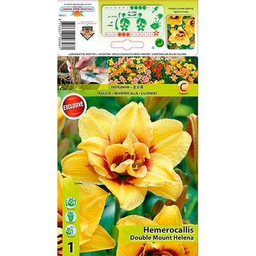 Crin de o zi (Hemerocallis) Mount Helena imagine 1 articol 76271