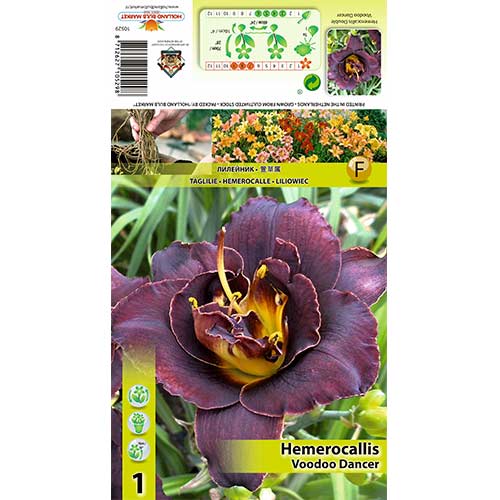 Crin de o zi (Hemerocallis) Voodoo Dancer articol fotografie 1 Crin de o zi (Hemerocallis) Voodoo Dancer imagine 1 articol 70414