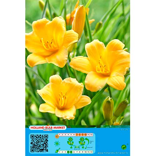 Crin de o zi (Hemerocallis) Yellow imagine 1 articol 76458