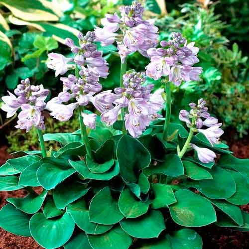 Crin de toamnă (Hosta) Blue Angel imagine 1 articol 68776