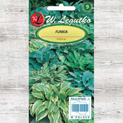 Crin de toamnă (Hosta) mix multicolor Legutko imagine 1 articol 78600