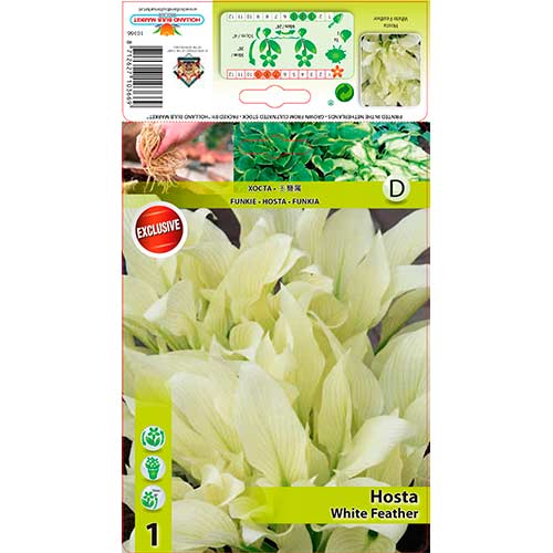 Crin de toamnă (Hosta) White Feather imagine 1 articol 76619
