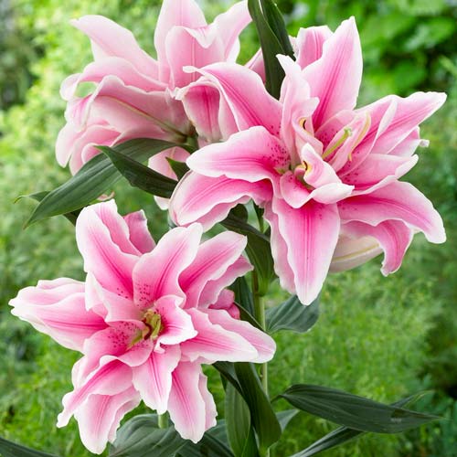 Crin oriental Double Soft Music imagine 1 articol 68316