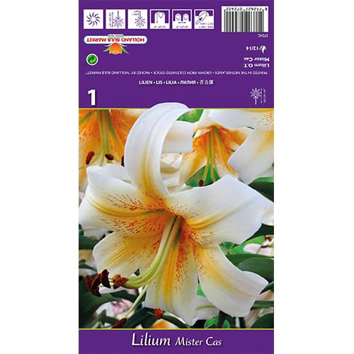 Crin Mister Cas imagine 1 articol 77841