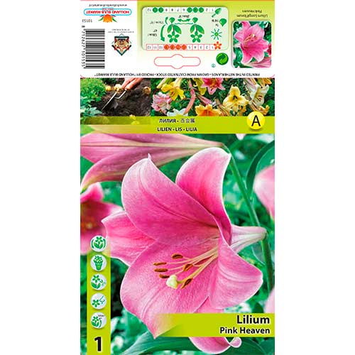 Crin Pink Heaven articol fotografie 1 Crin Pink Heaven imagine 1 articol 76317