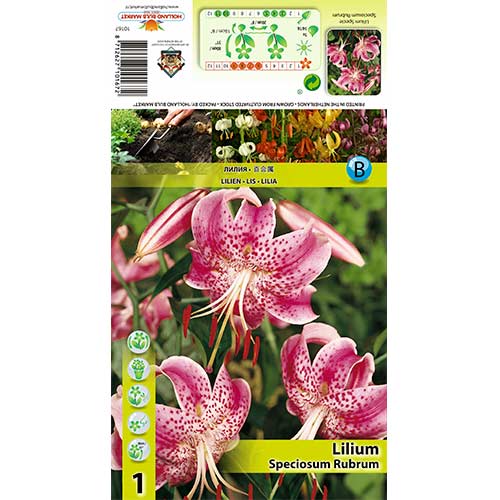 Crin Speciosum Rubrum imagine 1 articol 70438