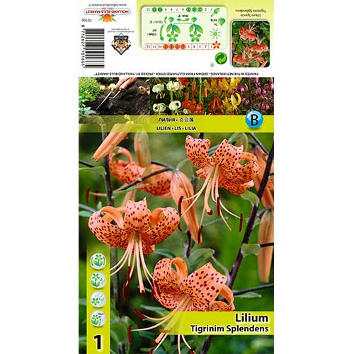 Crin Tigrinum Splendens articol fotografie 1 Crin Tigrinum Splendens imagine 1 articol 70439
