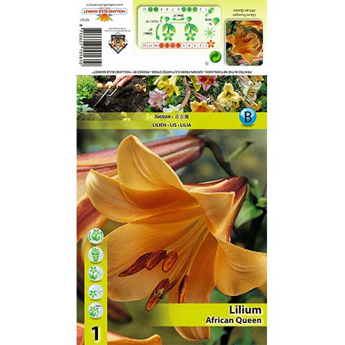 Crin African Queen articol fotografie 1 Crin African Queen imagine 1 articol 70422