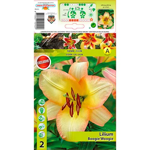 Crin Boogie Woogie imagine 1 articol 70423