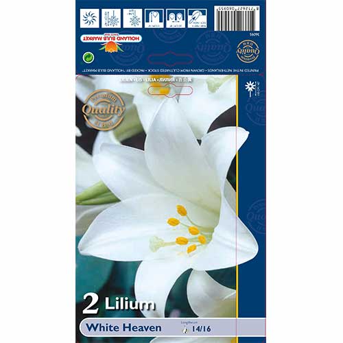 Crin White Heaven articol fotografie 1 Crin White Heaven imagine 1 articol 76124