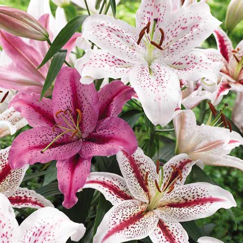 Crini Tigrați mix multicolor imagine 1 articol 68357