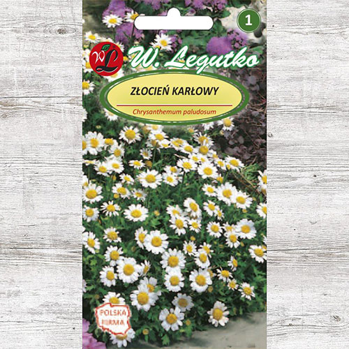 Crizantemă pitică albă Legutko imagine 1 articol 87101