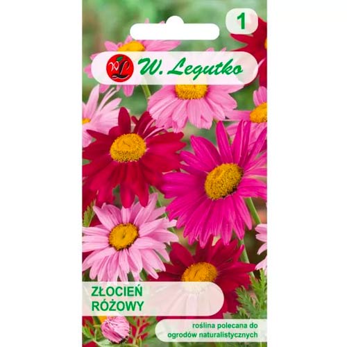 Crizantemă roz, Mix Legutko imagine 1 articol 50125