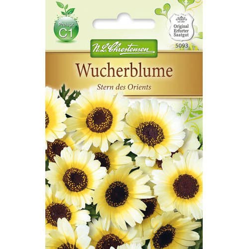 Crizantemă Stern des Orients imagine 1 articol 78900