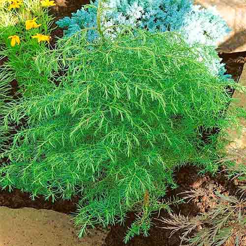 Cryptomeria Elegans imagine 1 articol 4500