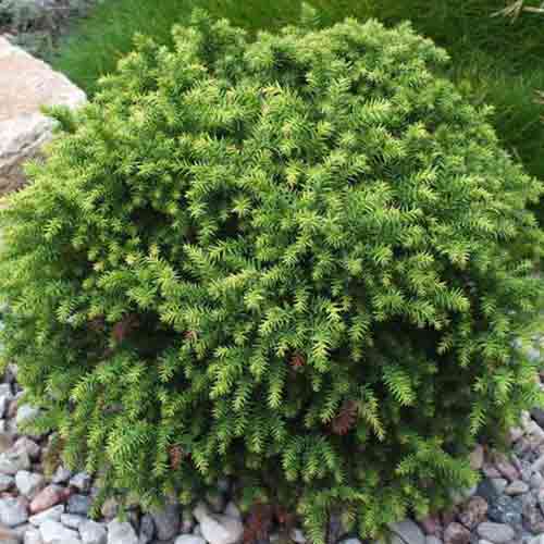 Cryptomeria Monstrosa Nana imagine 1 articol 4501