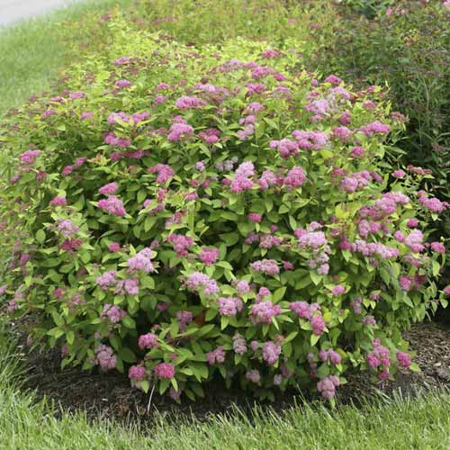 Cununiță Double Play Big Bang ®, C3 imagine 1 articol 8582