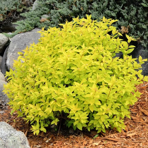 Cununiță japoneză Goldmound imagine 1 articol 2045