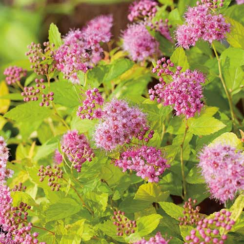 Cununiță japonica Golden Princess articol fotografie 1 Cununiță japonica Golden Princess imagine 1 articol 9549