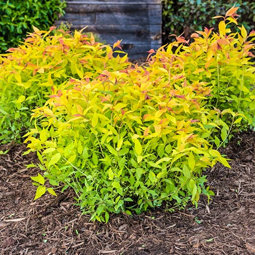 Cununiță japonica Goldflame imagine 1 articol 9098