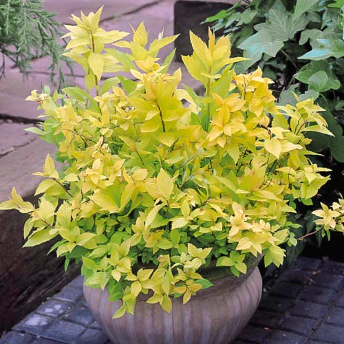 Cununiță japonica Goldflame imagine 2 articol 9098