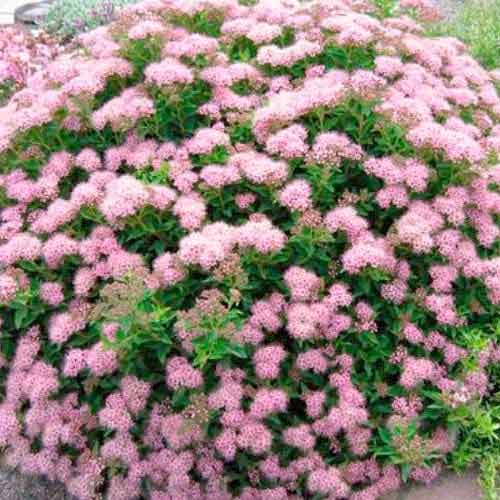 Cununiță japonica Little Princess imagine 1 articol 9100