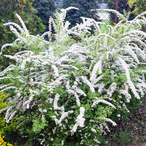 Cununiță japonica White Carpet articol fotografie 1 Cununiță japonica White Carpet imagine 1 articol 9165