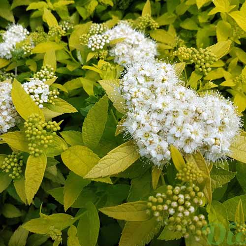 Cununiță japonica White Gold imagine 2 articol 9548