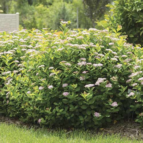 Cununiță Pink Sparkler PBR, C3 articol fotografie 1 Cununiță Pink Sparkler PBR, C3 imagine 1 articol 8579