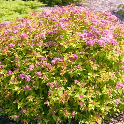 Cununiță japonica Golden Jack imagine 1 articol 4478