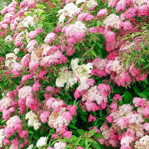 Cununiță japonica Shirobana imagine 1 articol 4479