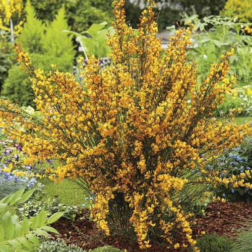 Cytisus Apricot Gem, С2 imagine 1 articol 8212