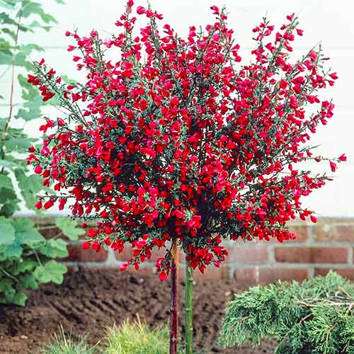 Cytisus Boskoop Ruby imagine 1 articol 4112