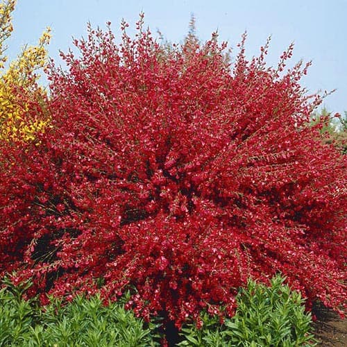 Cytisus Boskoop Ruby imagine 1 articol 76689