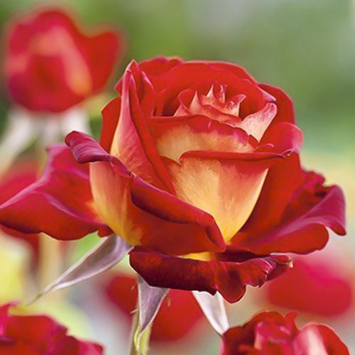 Trandafir teahibrid Bicolette, root ball imagine 2 articol 2106