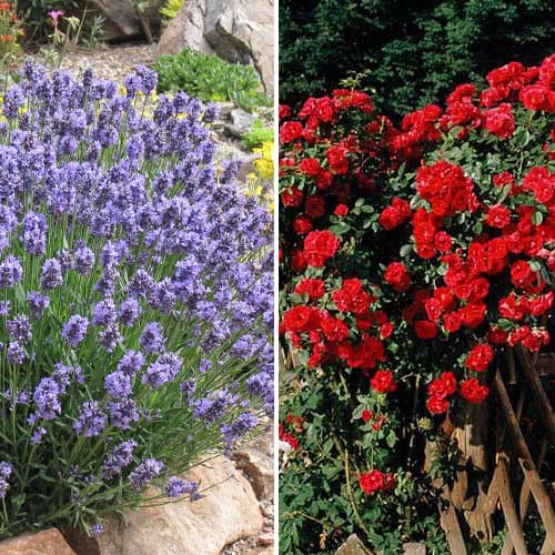 Ofertă specială! Duo de trandafir și lavandă Fragrant Duet, set de 2 soiuri imagine 1 articol 4650