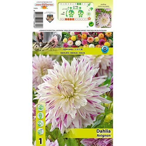 Dalie Avignon imagine 1 articol 70480