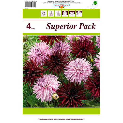 Dalie Cactus, mix multicolor imagine 1 articol 76412