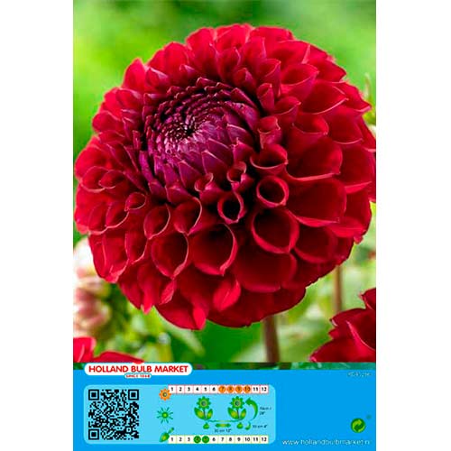 Dalie Dark Spirit imagine 1 articol 76414