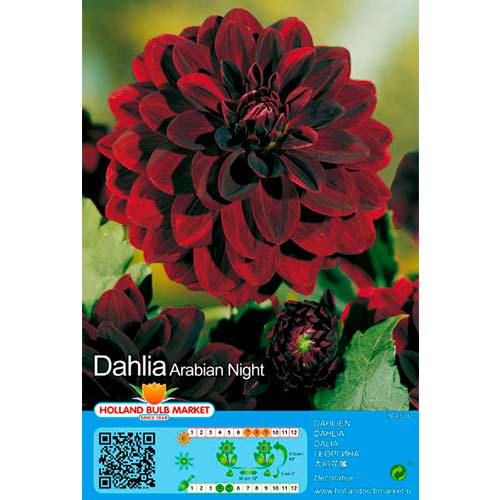 Dalie Arabian Night imagine 1 articol 76407