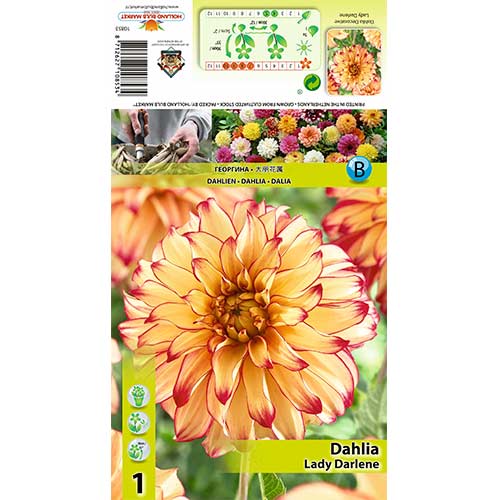 Dalie Lady Darlene imagine 1 articol 70377