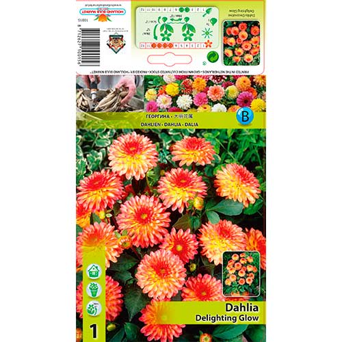 Dalie Delighting Glow imagine 1 articol 76566