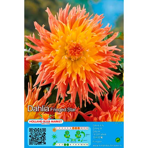 Dalie Fringed Star imagine 1 articol 76417