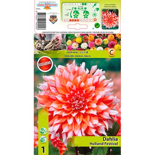 Dalie Holland Festival imagine 1 articol 76581