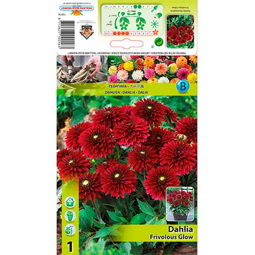 Dalie Frivolous Glow imagine 1 articol 70372