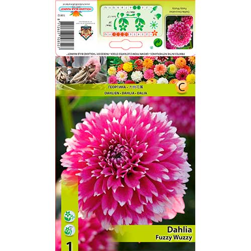 Dalie Fuzzy Wuzzy imagine 1 articol 76580