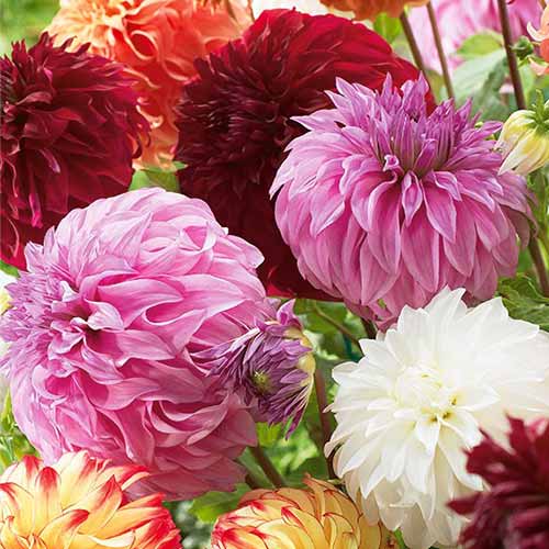 Dalie Gigant mix multicolor imagine 1 articol 76512