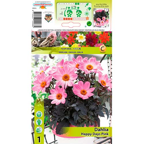 Dalie Happy Days Pink articol fotografie 1 Dalie Happy Days Pink imagine 1 articol 76212