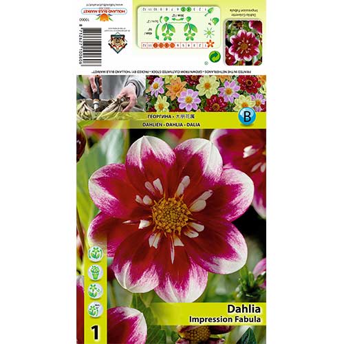 Dalie Impression Fabula imagine 1 articol 70376